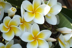 白いプルメリア